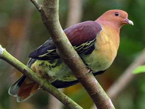 Jenis Burung Punai Yang Ada Di Indonesia Bisa Dipelihara Di Rumah