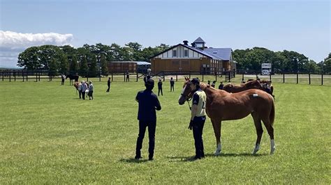 Pog一口馬主情報局 次走報ニュース＆血統解説