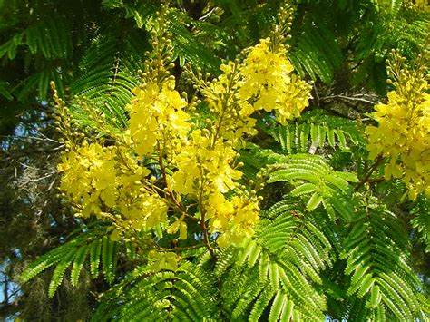 Yellow Poinciana Peltophorum Pterocarpum Ufifas Extension Pinellas