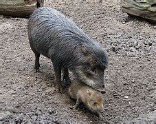 Pekari - Wikipedia