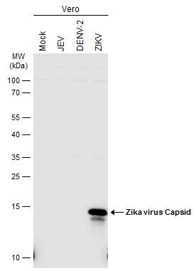 Zika virus Capsid protein抗体 (GTX133317) | GeneTex中国官方网站