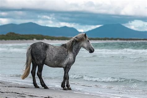 Eriskay Pony | Cecile Zahorka | Highland pony, Free horses, Horses