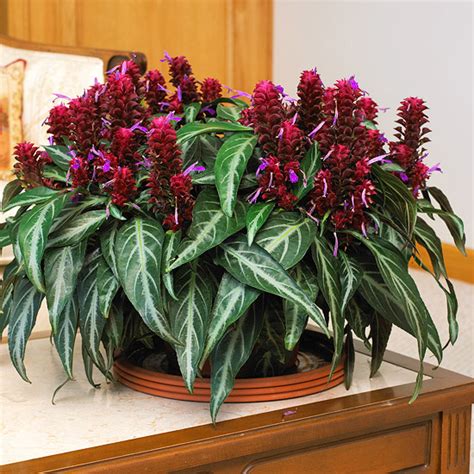 Cocoplex 7 Amazingly Pretty Indoor Flowering Plants Growing Tips