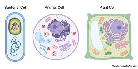 Cytoplasm: Definition, Function, and Examples