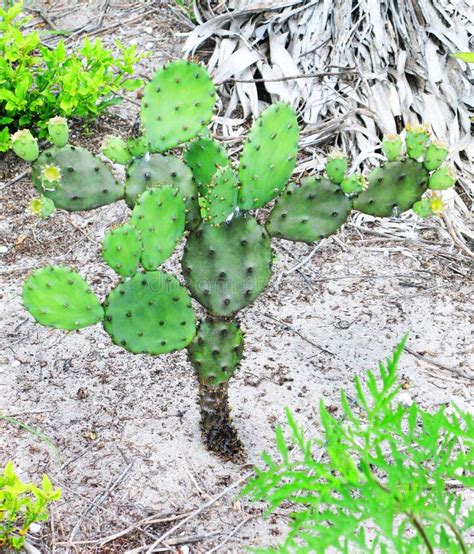 Prickly Pear Cactus stock image. Image of thorn, natural - 118296449