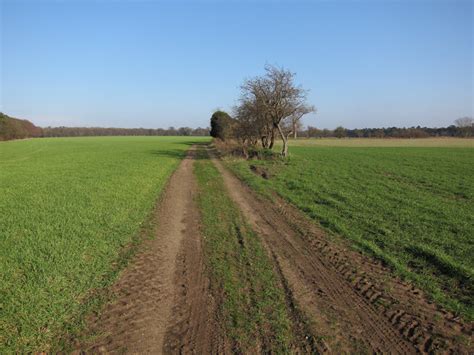 Shadwell S Plantation Breckland Area Information Map Walks And More