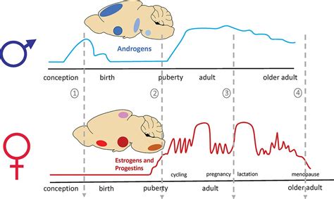Why And How To Account For Sex And Gender In Brain And Behavioral Research Journal Of Neuroscience