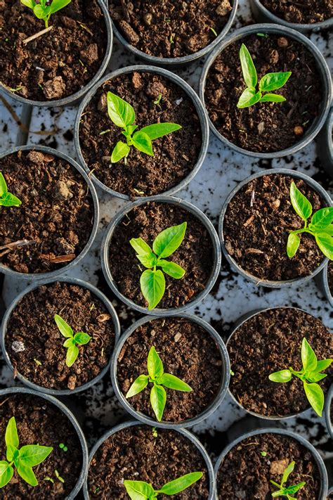 Pinching Pepper Plant Flowers [Why & How] - Grow Hot Peppers