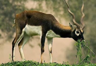 List of Wildlife Conservation Organizations in Pakistan. - Pakistan Wildlife