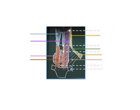 Diagramme De Cad T Te Et Cou Muscles De La Face Ant Rieure Du Cou