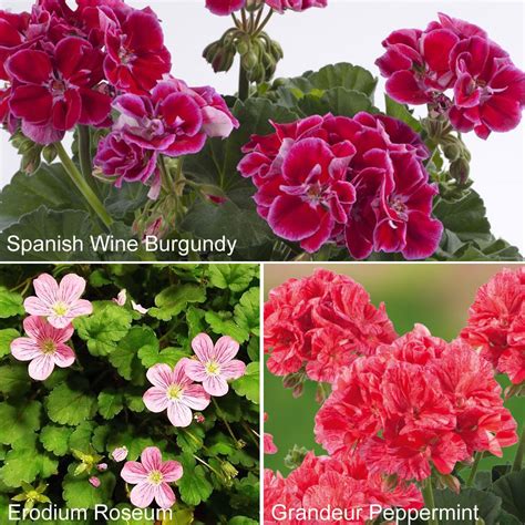 Geranium New Varieties For 2015 Offer Double Flowering Geraniums The Vernon Nursery Pelargoner