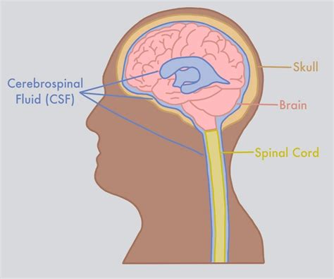 brain   project synapse