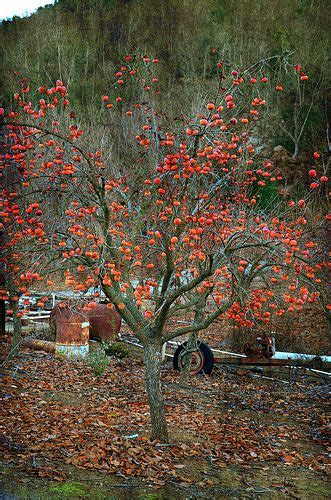 How To Plant And Grow Persimmon Growing Persimmons From Seed