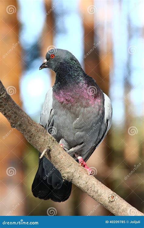 Naked Pigeon Stock Photos Free Royalty Free Stock Photos From