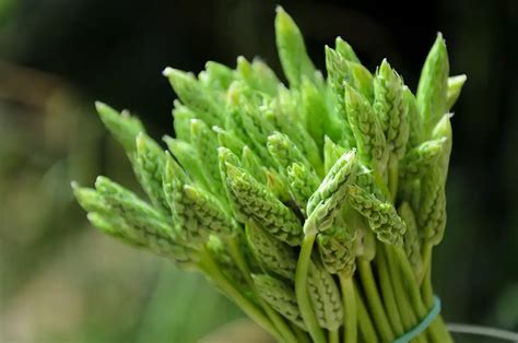 Lornithogale une asperge des bois Cuisine à l ouest