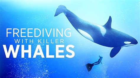 Prime Video Killer Whales