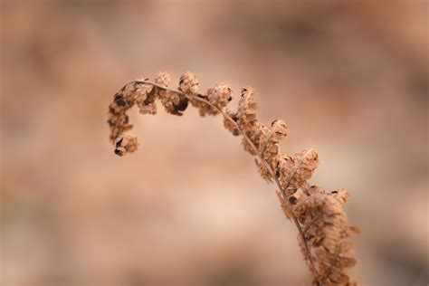 Bildet Tre Natur Gren Vinter Bokeh Anlegg Fotografering Blad