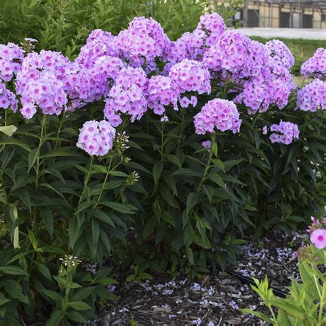 Garden Phlox Varieties | Fasci Garden