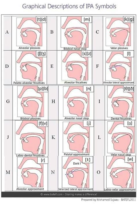 Ipa Chart For Language Learners Sound Placement Mouth Artofit