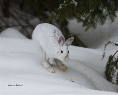 Lièvre d Amérique Snowshoe hare Forêt Montmorency Qc Flickr