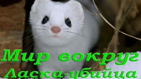 Ласка. Самый кровожадный убийца. HD - YouTube