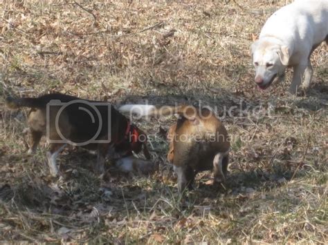 Albino beagle | Ohio Waterfowler Forums