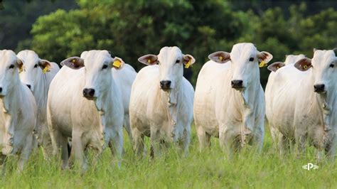 Iatf O Que Insemina O Artificial Em Tempo Fixo Ponta Agro