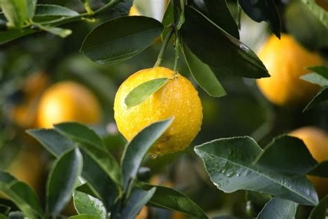 Jaunissement des feuilles de citronnier comment léviter Ctendance