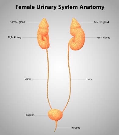 Female Urinary System Anatomy Stock Photo - Download Image Now - iStock