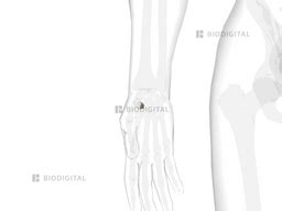 Right trapezoid | BioDigital Anatomy