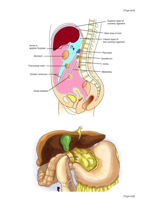 SOLUTION: Abdominal hernia - Studypool