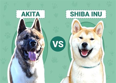 Akita vs Shiba Inu: Differences Explained (With Pictures) – Dogster