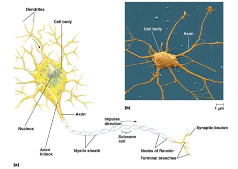 CELL BIO (204) - Chapter 22 - Signal Transduction Mechanisms ... 
