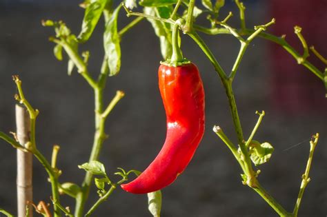 Penyebab Daun Cabai Rontok Dan Cara Penanganannya Gagaspertanian