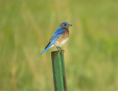 Every Type of Bluebird in North America - Bluebird Landlord