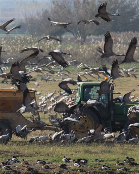 Bird migration Archives - ISRAEL21c