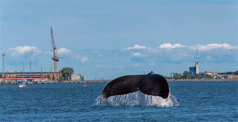 Whale Fin Sea - Free photo on Pixabay - Pixabay