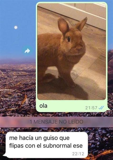 Conversaci N Sobre El Conejo De Mi Compa Ero De Piso Meme By