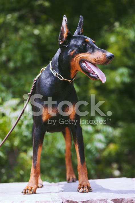 Male Doberman Pinscher Guard Dog In Snow; Strong, Proud, Loyal Stock ...