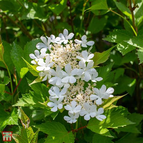 Viburnum Trilobum Bailey Compact Plants Thompson And Morgan