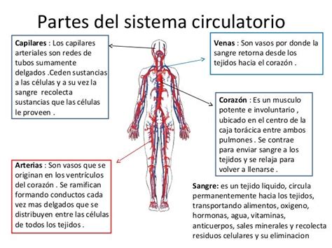 Sistema Circulatorio Y Excretor