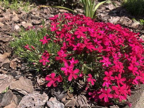 Карликовые флоксы | Plants, Garden