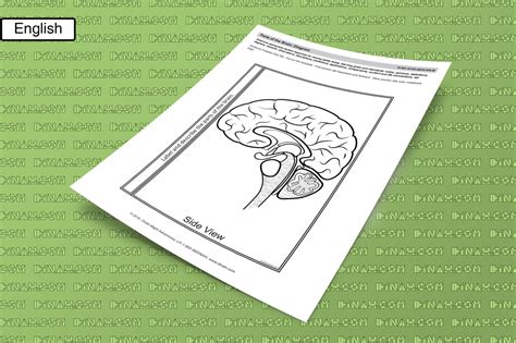 Parts of the Brain: Diagram - dzdownloadablefoldables