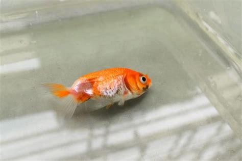 Goldfish Fungus Diseases: Symptoms & Treatment (with Pictures) | Hepper