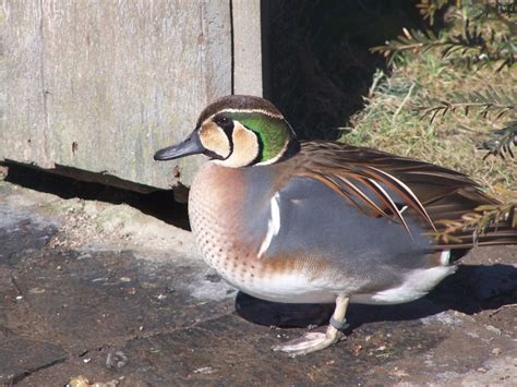 Mes Canards D Ornement