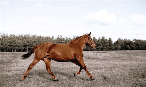 What is a Gaited Horse - The Horse and Stable