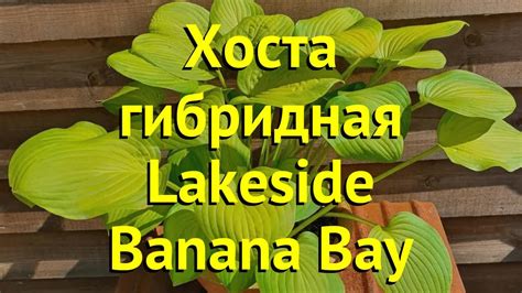 Хоста гибридная Лейксайд Банана Бей. Краткий обзор, описание hosta ...