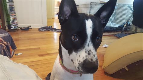 I Recently Got Lola Who Is A Pitbull Mix I M About 90 Sure She Has Some Rat Terrier As Well