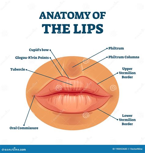 Anatomy of Lips with Detailed Labeled Parts Description Vector ...