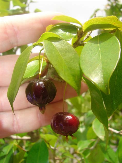 Polynesian Produce Stand 3 LIVE SEEDLINGS Surinam Cherry Fruit Tree